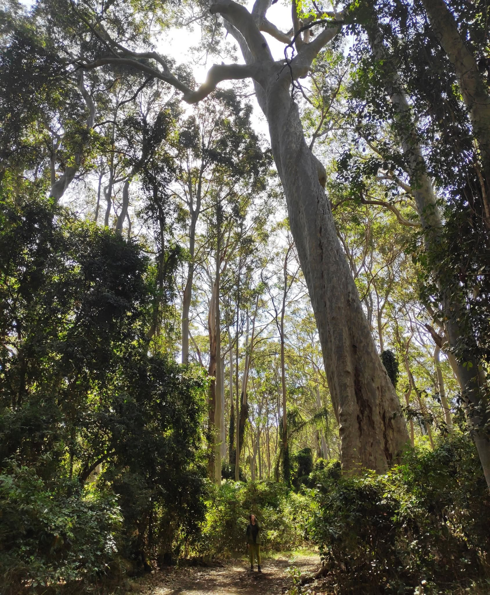 A tiny figure walking beneath towering eucalypts on a bush trail
