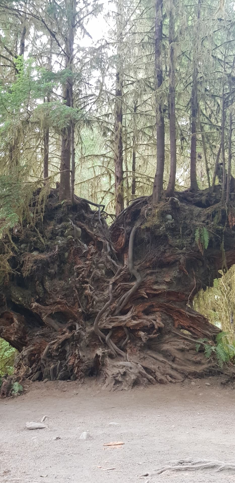 The upturned root plate of a fallen forest giant